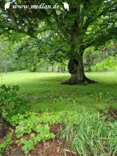 Baum im Park